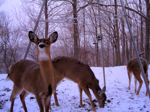 whitetail doe in snow