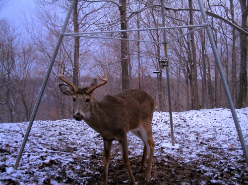 seven point buck