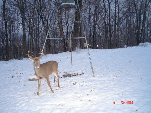 seven point whitetail buck