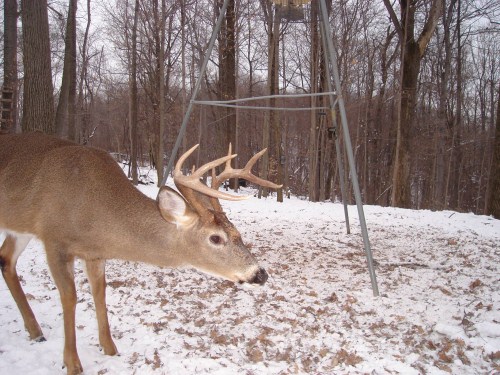 8 Point buck