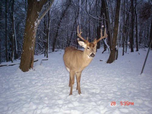 Big eight point buck