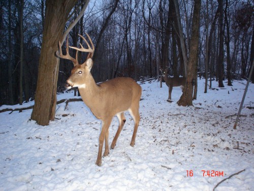 Big nine point buck