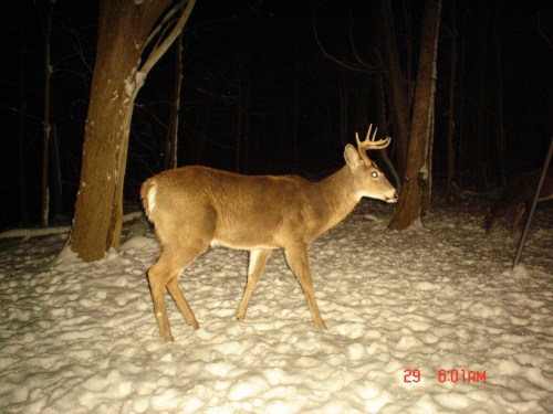 Nine point with a broken tine