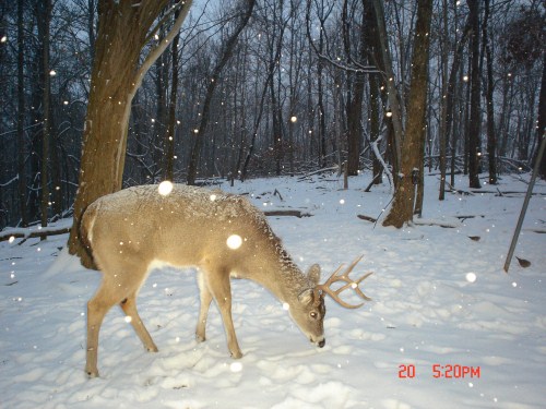 Eight point buck