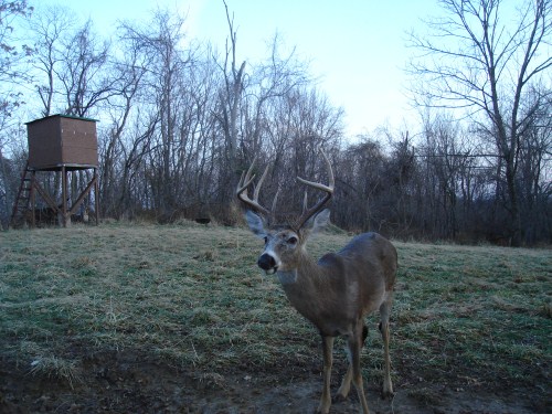 Nine point buck