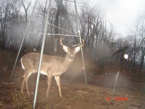 Eight point buck