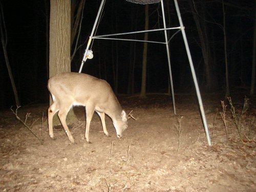 Buck shedding antlers