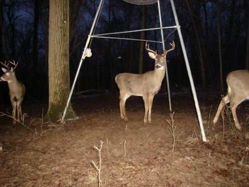 Two whitetail bucks