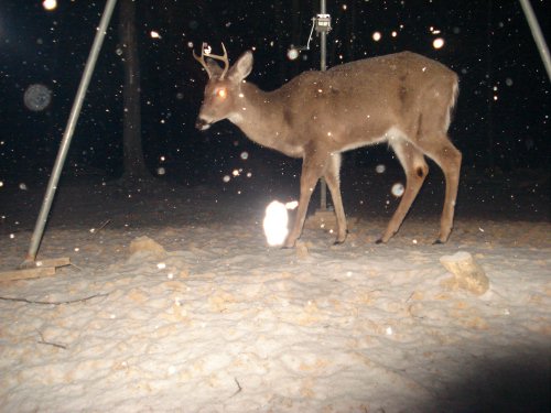 Four Point buck in the snow