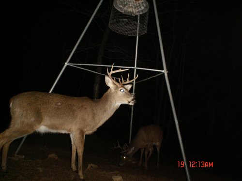 Nine point buck