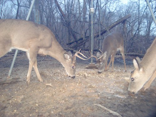 Wide antlered four point buck