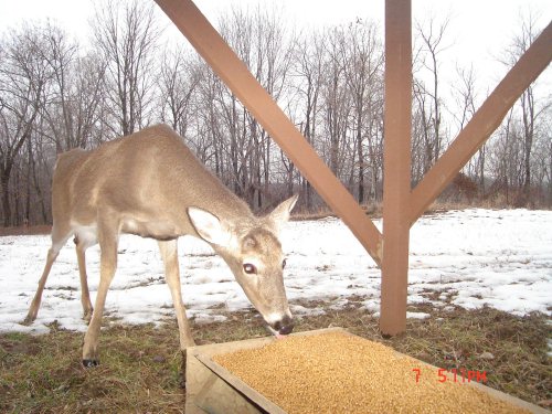 deer feeding trough