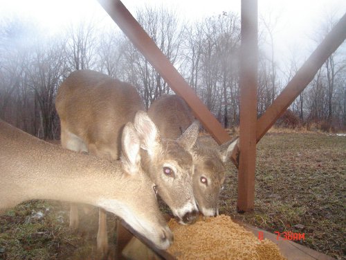 Three deer