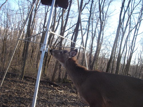 Whitetail buck