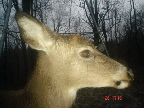 deer close up