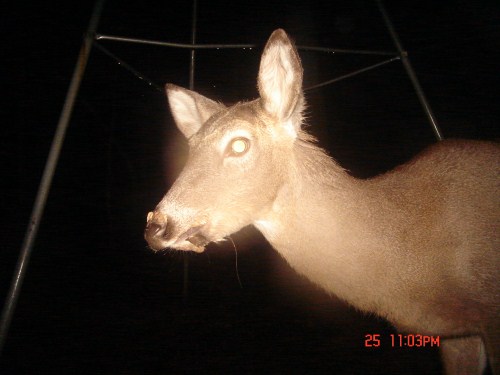 deer with an overbite