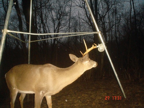 Seven point with half a rack.