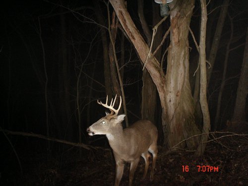 7 point buck