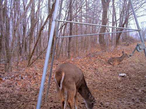 Resting Whitetail Buck