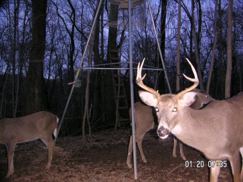 Seven point whitetail