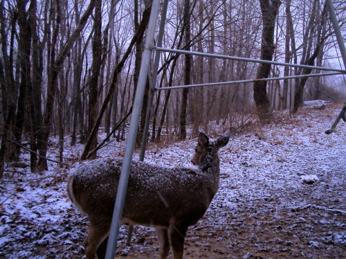 Whitetail deer with snow on its back.