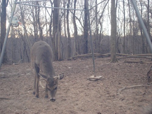 Non-Typical eight point buck