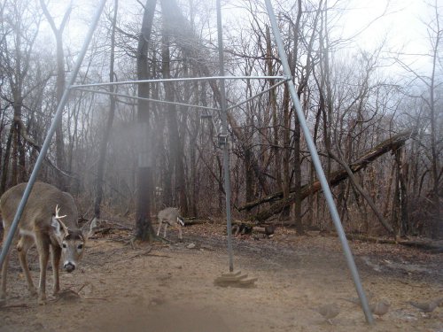 Shed antler eight point buck