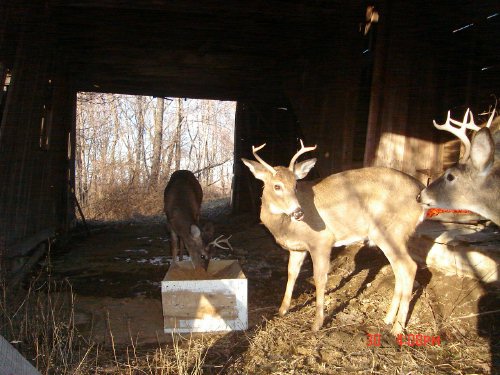 Three whitetail bucks