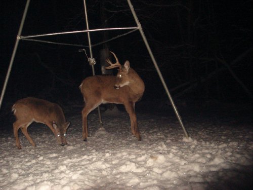 Buck and fawn