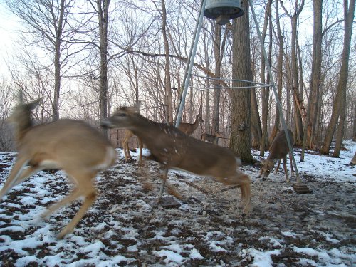 Deer Feeder Fight