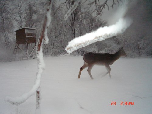 Icy Deer Picture