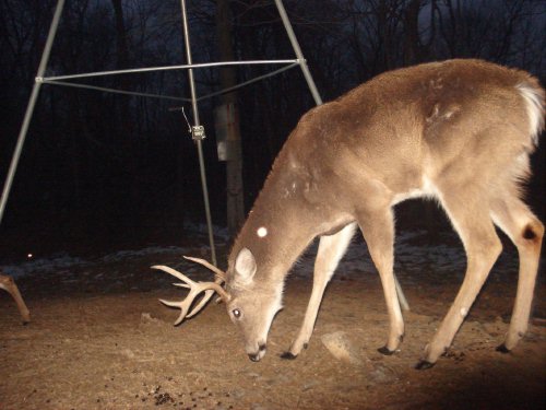 Nine point buck