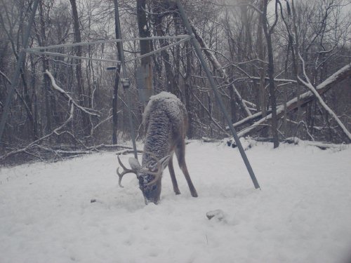 Snow buck