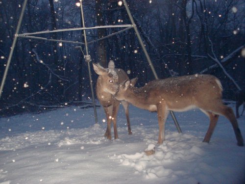 Deer greeting in the snow