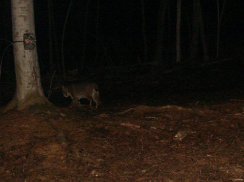 February bobcat picture