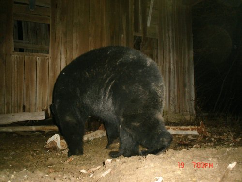 Feeding black bear