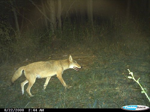 Coyote in a hayfield