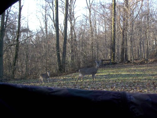 Five point buck from my blind