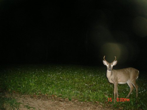 Four point buck