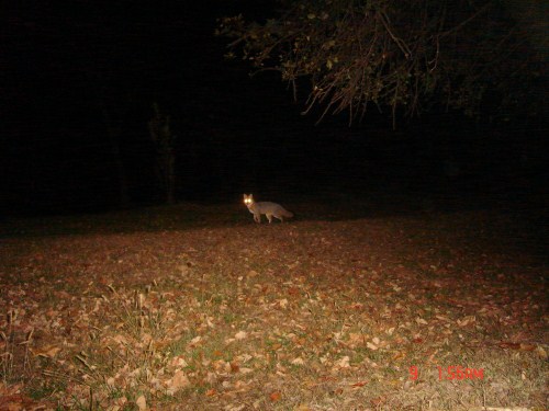Fox picture from 2010