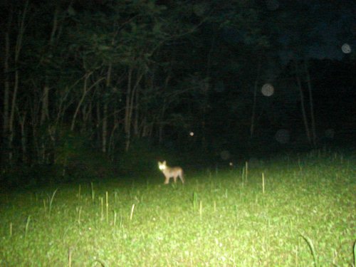 Fuzzy picture of a coyote