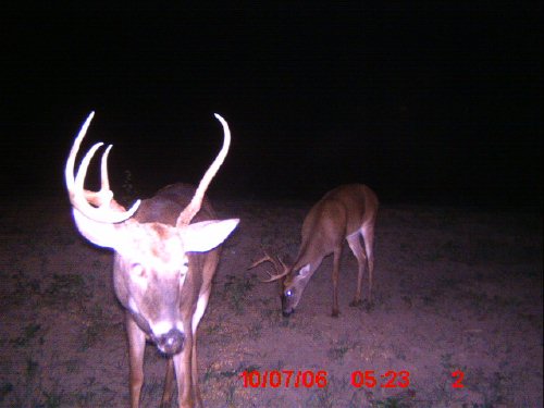 Goofy rack buck