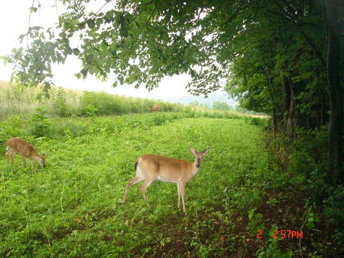 Imperial Powerplant food plot