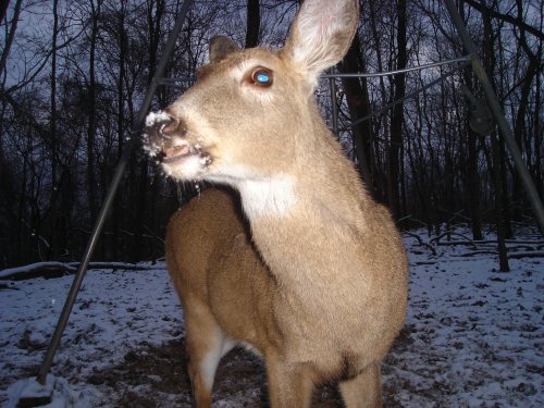 Close up of a deer