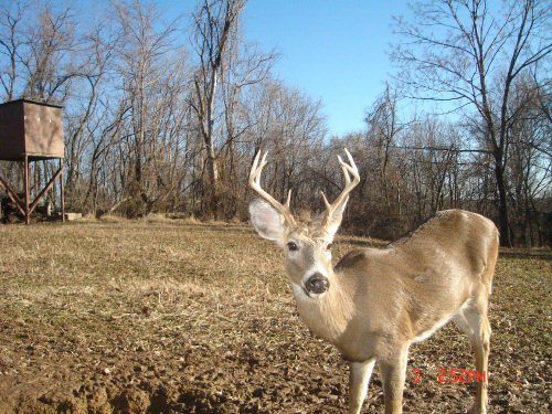 Eight point buck