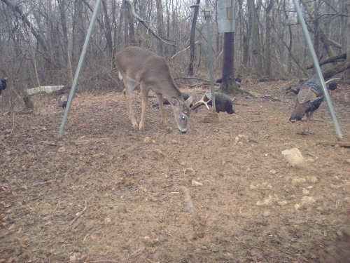 Buck with half a rack