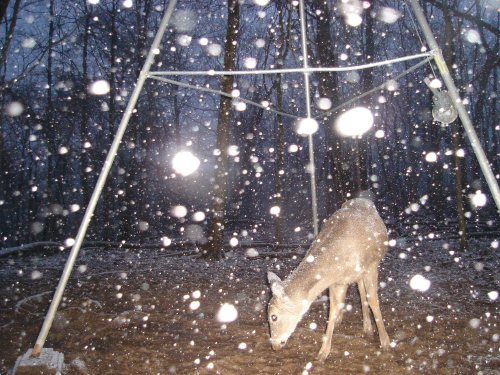 Deer in the snow