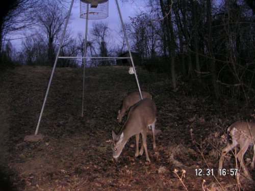 Whitetail buck with one antler