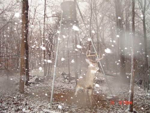 whitetail buck in the snow