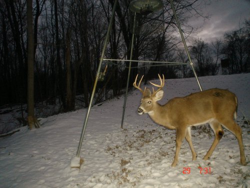 Eight point buck